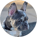 David Johnston profile picture